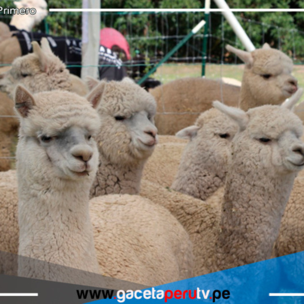 Un proyecto de Agro Rural impulsa la mejora genética de las alpacas  en Perú.