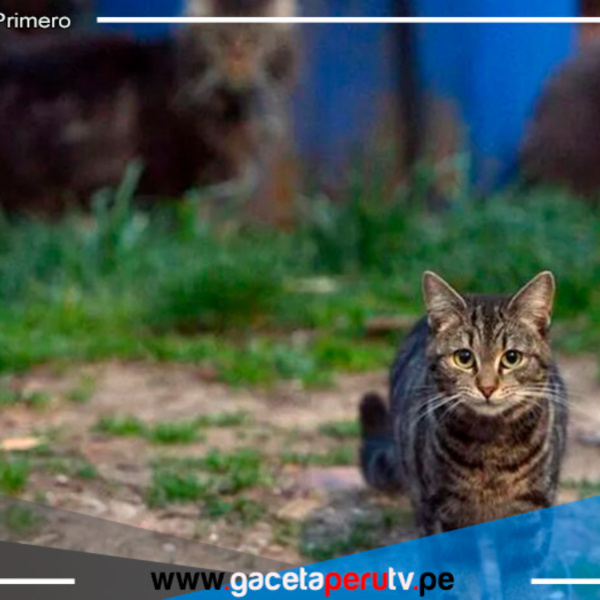  Siete gatos mueren en Chiclayo tras aparente envenenamiento