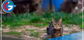  Siete gatos mueren en Chiclayo tras aparente envenenamiento