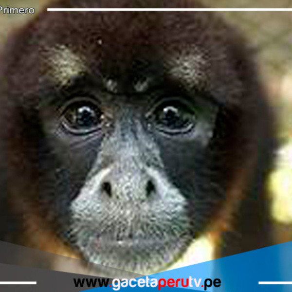 Celebrando 50 años del redescubrimiento del mono choro de cola amarilla en Perú