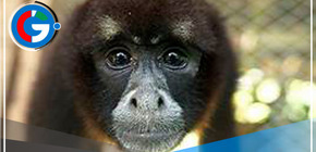 Celebrando 50 años del redescubrimiento del mono choro de cola amarilla en Perú