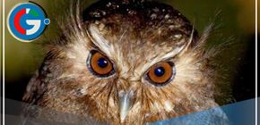 El Global Big Day en Perú