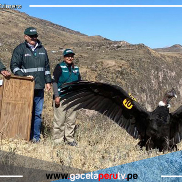 El Cóndor Andino retorna a su hábitat natural