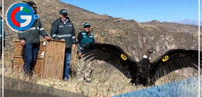 El Cóndor Andino retorna a su hábitat natural