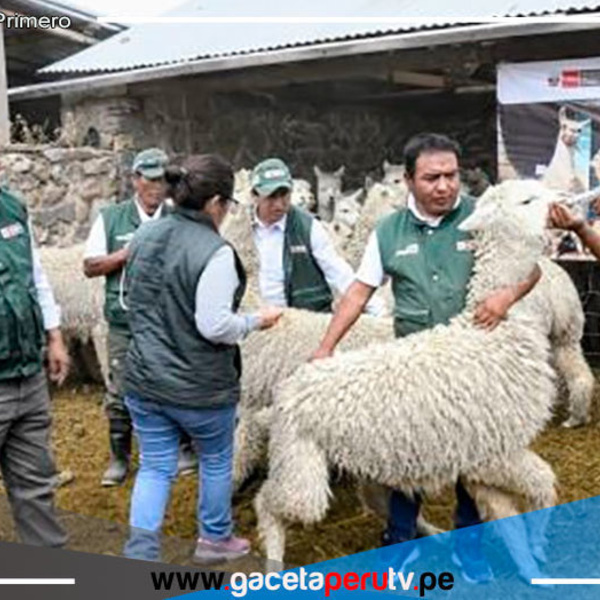 Arequipa: Construyen 450 cobertizos en zonas altas y entrega kits veterinarios 