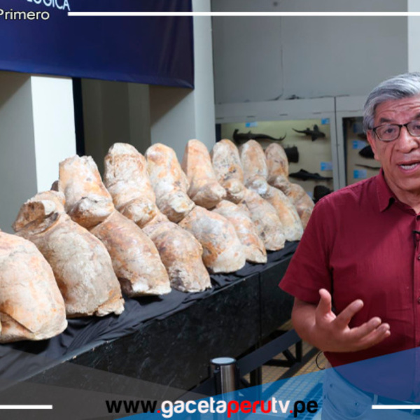 El museo de Historia Natural de San Marcos se llena de fósiles gigantes