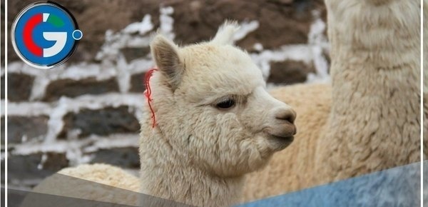 Alerta por gripe aviar en EE.UU