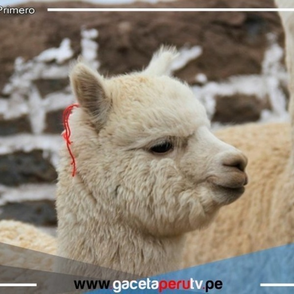 Alerta por gripe aviar en EE.UU