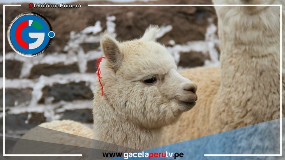 Alerta por gripe aviar en EE.UU