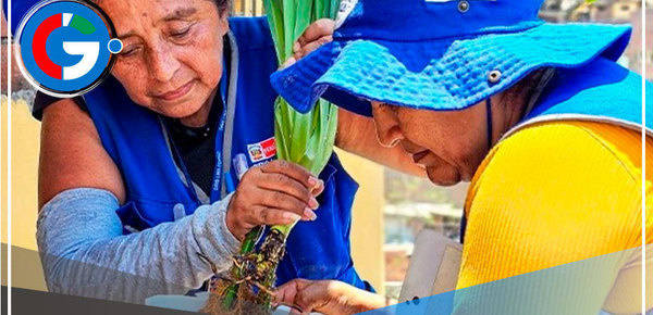 Lima: Intervendrán más de 260,000 viviendas para impedir ciclo de vida del zancudo 