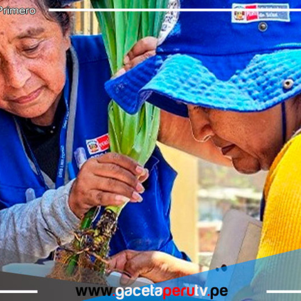 Lima: Intervendrán más de 260,000 viviendas para impedir ciclo de vida del zancudo 