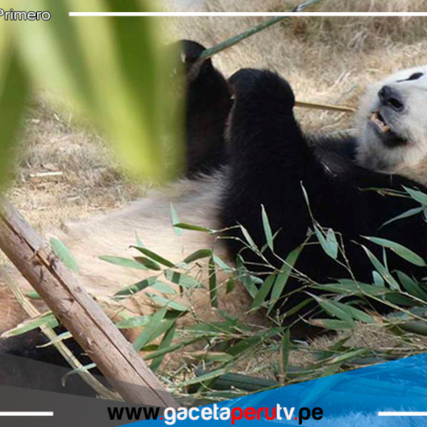 Pandas gigantes llegan a Madrid