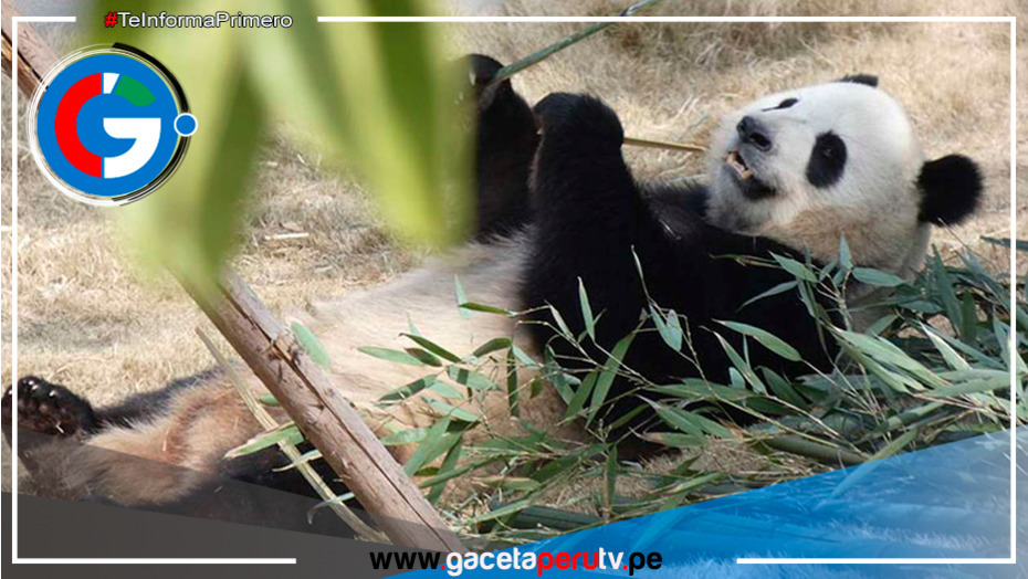 Pandas gigantes llegan a Madrid