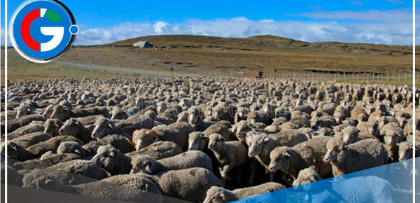 Puno: Inician proyecto para impulsar la producción de ovinos en comunidades