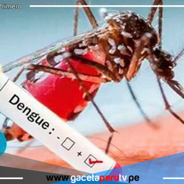 Arequipa: 10 casos autóctonos de dengue en lo que va del año 