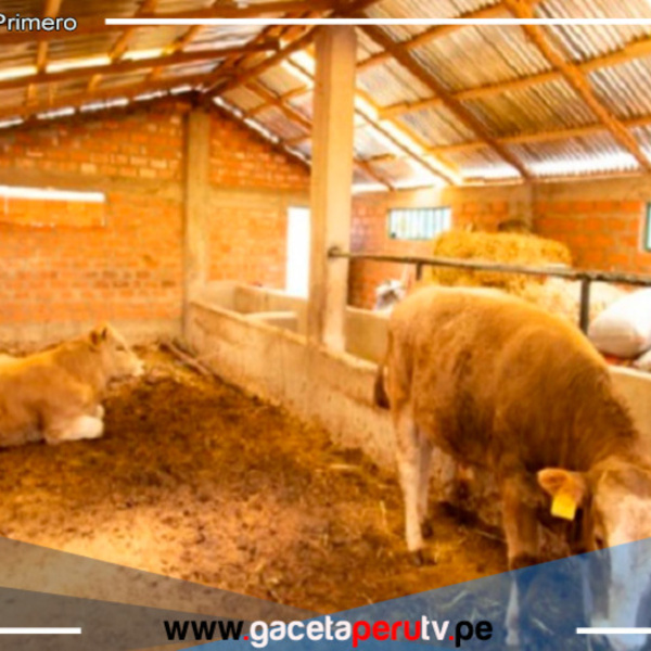 Midagri implementa cobertizos y fitotoldos para proteger ganado 