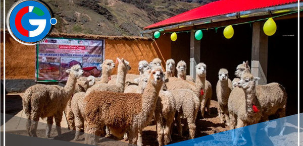 Midagri entrega cobertizos y fitotoldos para 15 regiones 