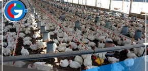 Sacrifican más de 150 aves por brote de influenza aviar