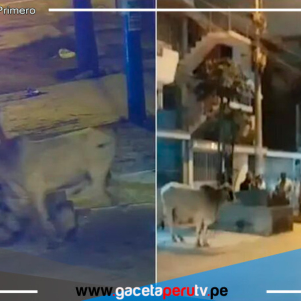Cebú se escapó de un camión y generó caos en calles de Santa Anita y El Agustino