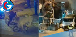 Cebú se escapó de un camión y generó caos en calles de Santa Anita y El Agustino