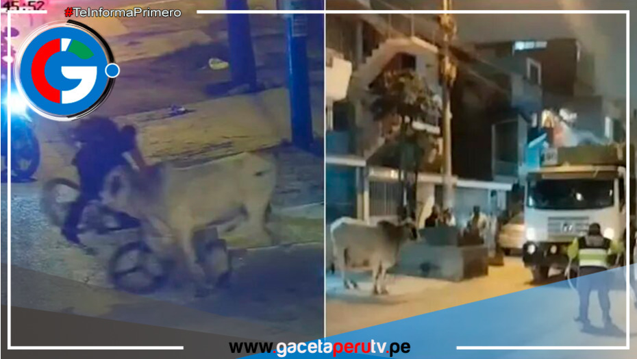 Cebú se escapó de un camión y generó caos en calles de Santa Anita y El Agustino