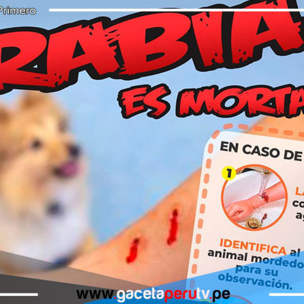 Arequipa reporta cerca de 5,000 casos por mordedura canina