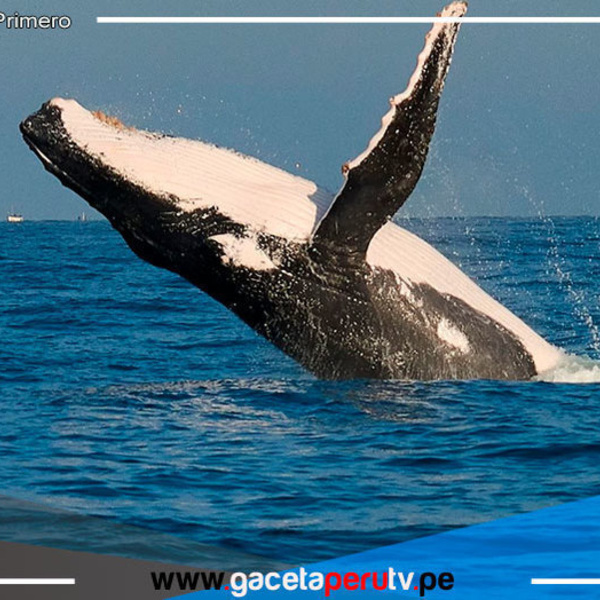  Piura apuesta por el avistamiento de ballenas