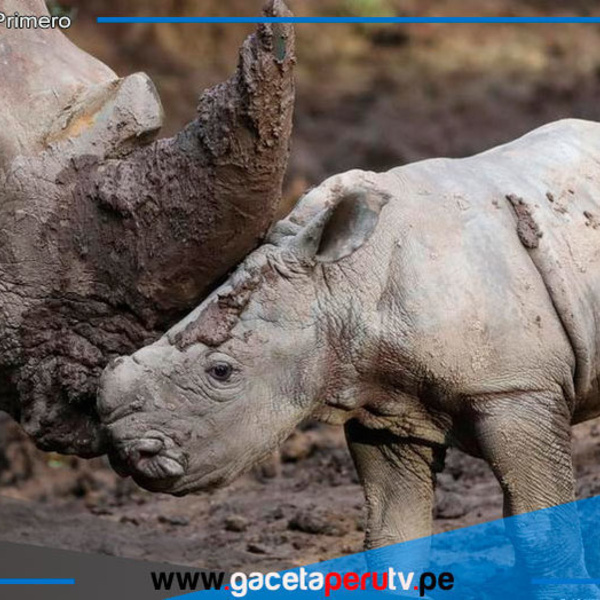 Buin Zoo celebra el nacimiento de Silverio, un rinoceronte blanco en peligro de extinción