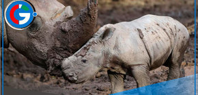 Buin Zoo celebra el nacimiento de Silverio, un rinoceronte blanco en peligro de extinción