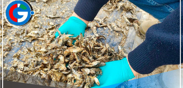 Ica: Decomisan 11.3 toneladas de anchoveta provenientes de la pesca ilegal