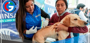Minsa vacunará más de 3 millones de perros a nivel nacional 