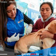 Minsa vacunará más de 3 millones de perros a nivel nacional 