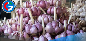 Precio del ajo criollo cae a S/ 9.50 por kilogramo en el mercado mayorista