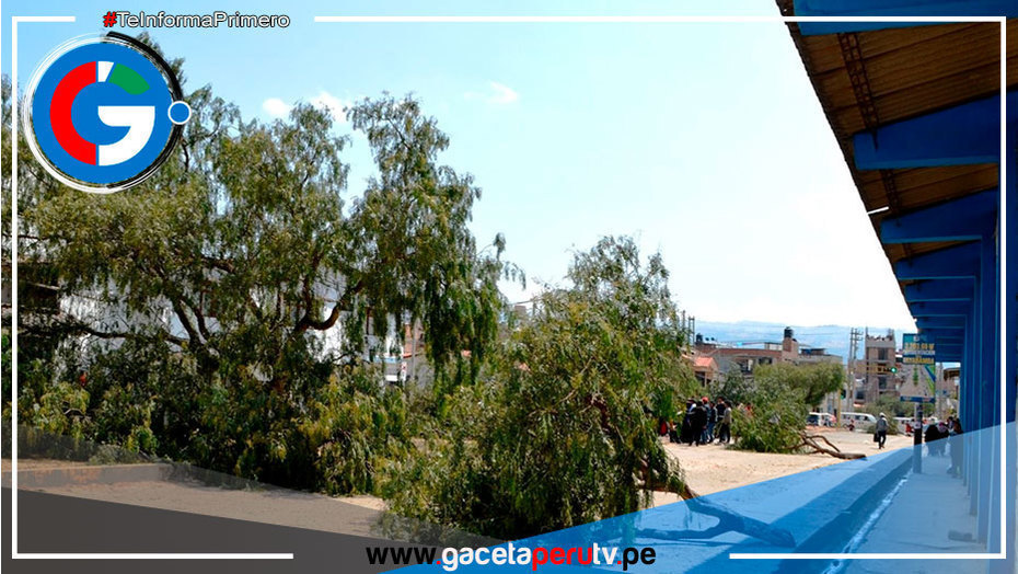 Cajamarca: vecinos denuncian tala ilegal de 22 árboles de molle