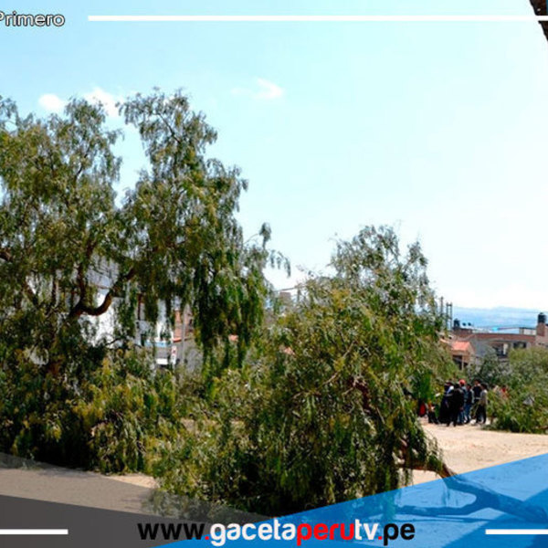 Cajamarca: vecinos denuncian tala ilegal de 22 árboles de molle