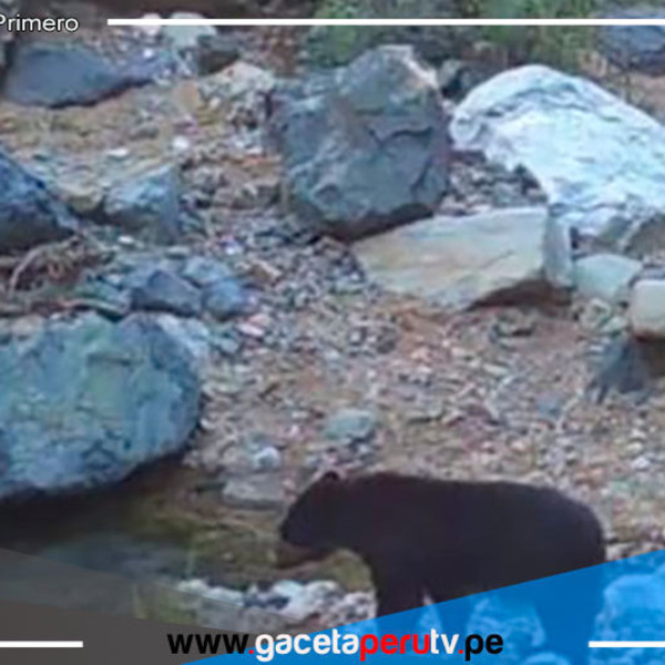 Oso de anteojos es el rey en la Reserva Calipuy