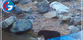 Oso de anteojos es el rey en la Reserva Calipuy