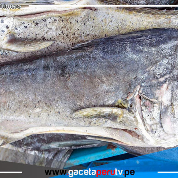 Establecen límite máximo de captura del recurso perico 