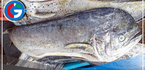 Establecen límite máximo de captura del recurso perico 