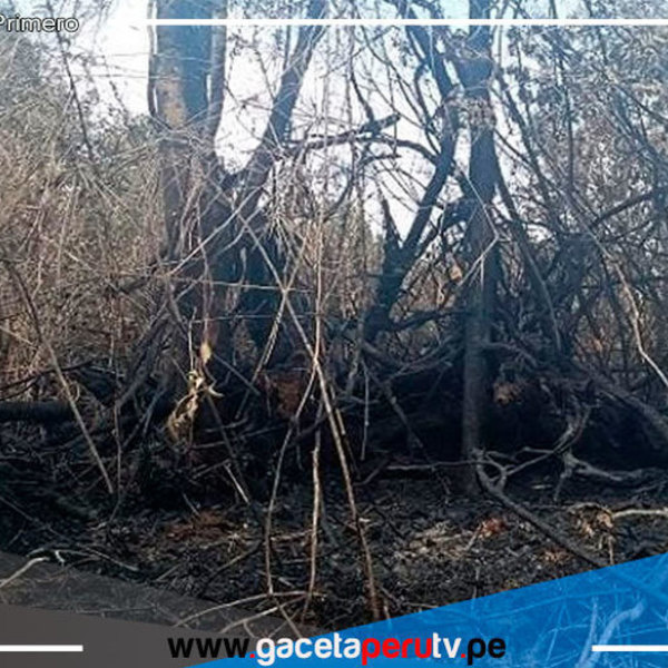 Pasco: incendio forestal afecta pastizales en sector de Manto