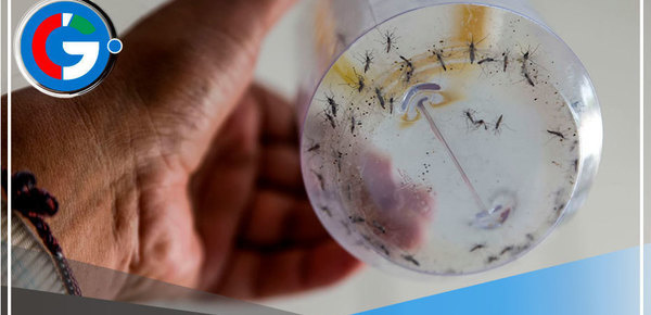 Calor puede reducir de 12 a 5 días ciclo reproductor de zancudo transmisor