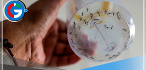 Calor puede reducir de 12 a 5 días ciclo reproductor de zancudo transmisor