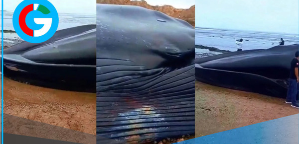 Cadáver de ballena azul de 20 metros aparece en playa de Tumbes