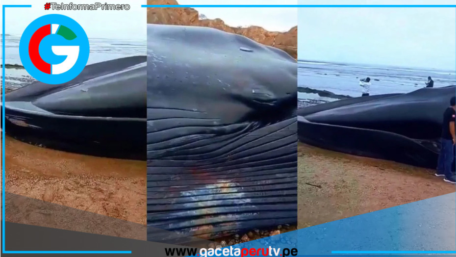 Cadáver de ballena azul de 20 metros aparece en playa de Tumbes