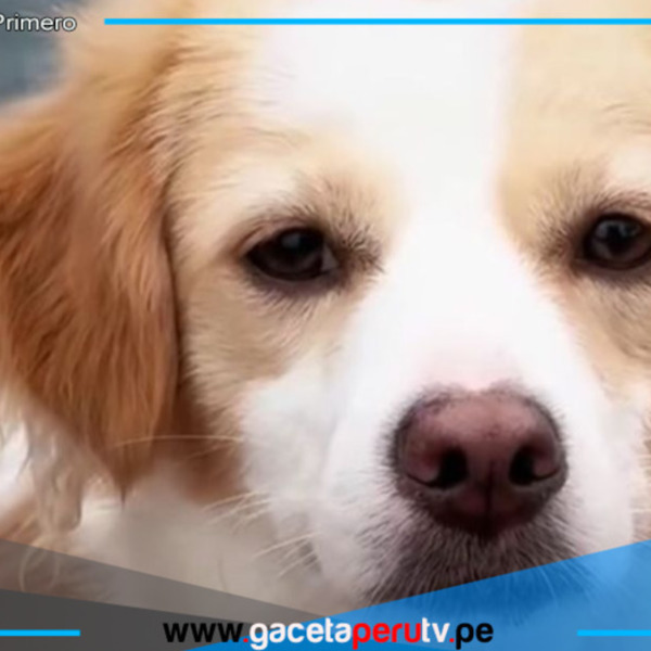 Homenaje al perro Chiribaya por su valor histórico