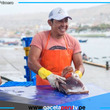 Ministerio de la Producción lanza créditos de hasta S/ 117 700 para pescadores artesanales