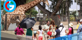 Proyecto de ley busca clausurar todos los zoológicos públicos en el Perú