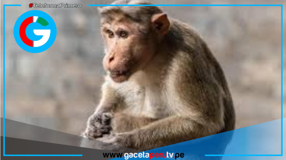 Accidente de tráfico: escapan monos de laboratorio y solo sobrevive uno