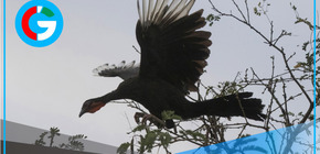 Lambayeque: Osinfor supervisa zoocriadero con 98 pavas aliblancas