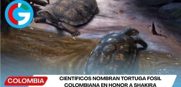 Científicos nombran tortuga fósil colombiana en honor a Shakira